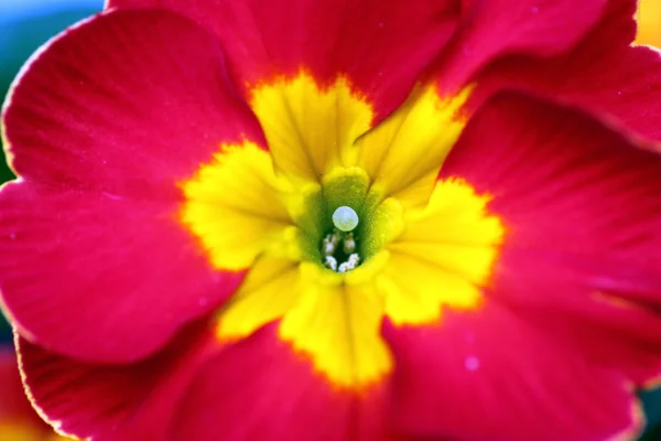 Primula czerwony, na wiosnę — Zdjęcie stockowe