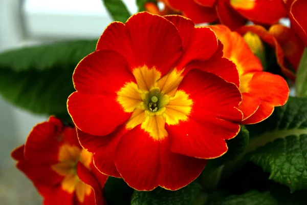 Bahar kırmızı çuha çiçeği — Stok fotoğraf