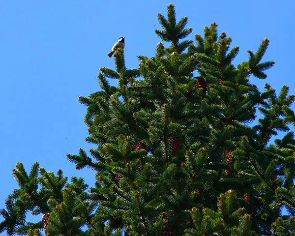 Petit oiseau dans l'arbre — Photo