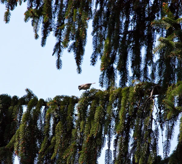 Petit oiseau dans l'arbre — Photo