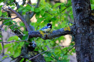 Bahçede bir ağaç üzerinde baştankara