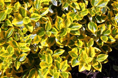 herdem yeşil sarı yeşil süs çalı