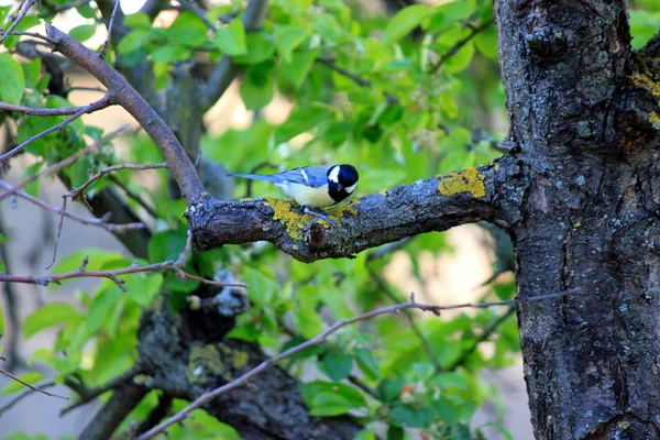 Tit on a tree in the garden — Φωτογραφία Αρχείου