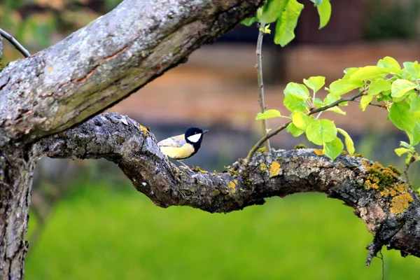 Mezen op een boom in de tuin — Stockfoto