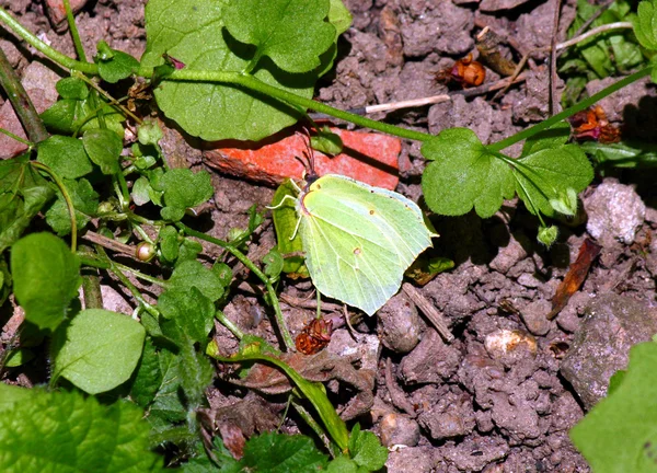 Mariposa amarilla en el jardín — Foto de Stock