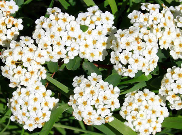 Flori albe primăvara — Fotografie, imagine de stoc