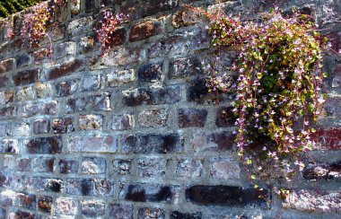 Taş bir duvarda çiçekler