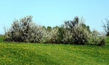 Çayır çiçekli çalılar bahar ile