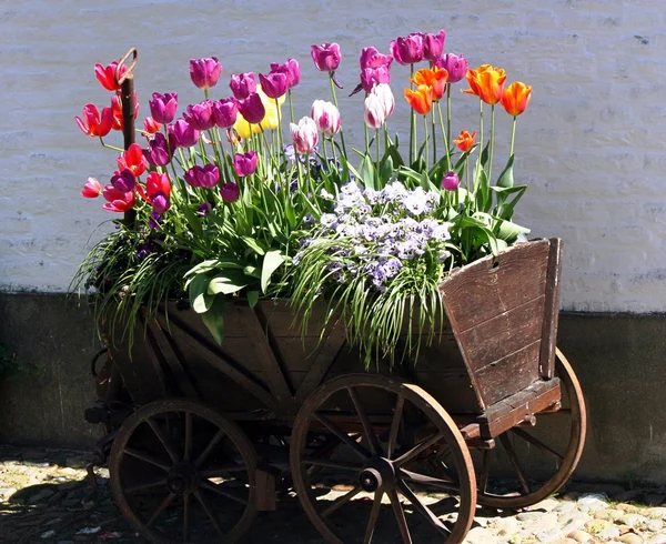 Carrello in legno con tulipani colorati — Foto Stock