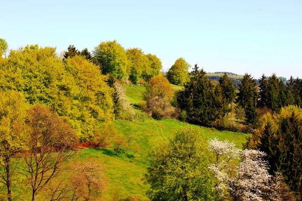 Ağaçlar ve bahar çayır — Stok fotoğraf