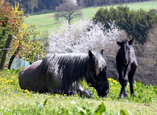 Horse mother with her newborn — Stock Photo, Image