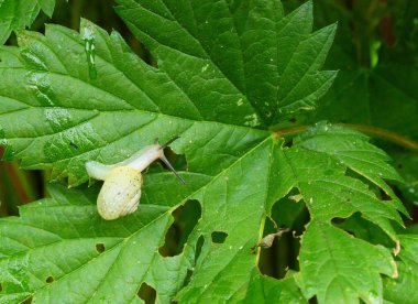 Küçük salyangoz yerken