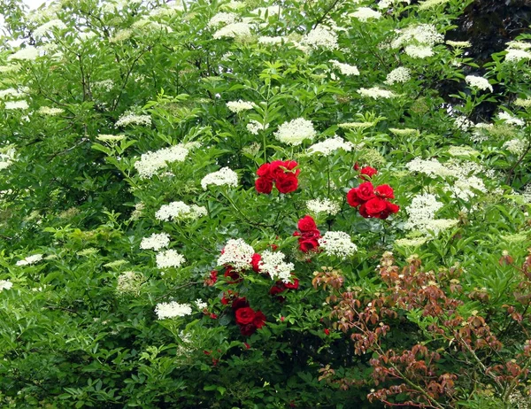 Elderflower orta güllü — Stok fotoğraf