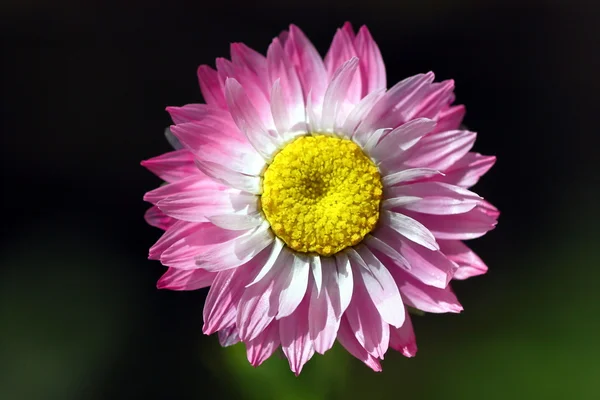 デイジーの花のマクロは — ストック写真
