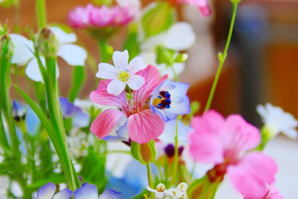 Kleine weide Flower Blossoms — Stockfoto