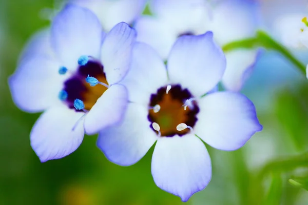 Macro of small blue flowers — Stock Photo, Image