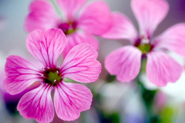 Macro de uma pequena flor rosa — Fotografia de Stock