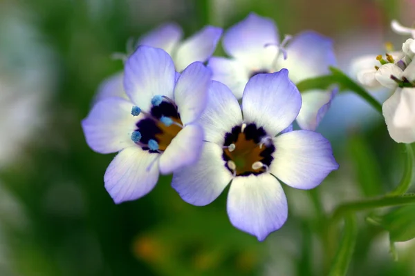 Macro of small blue flowers — Stock Photo, Image
