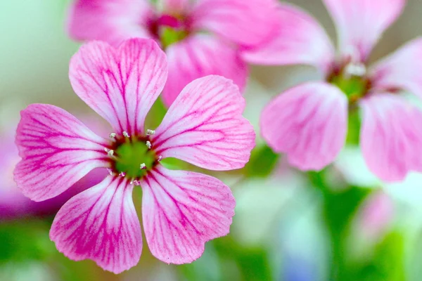 Makro dari bunga merah muda kecil — Stok Foto