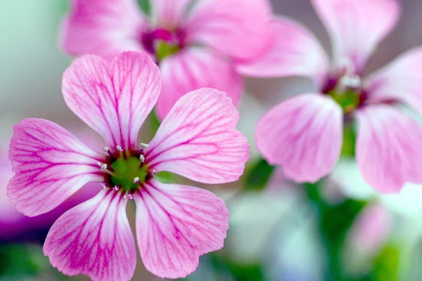 Macro de uma pequena flor rosa — Fotografia de Stock