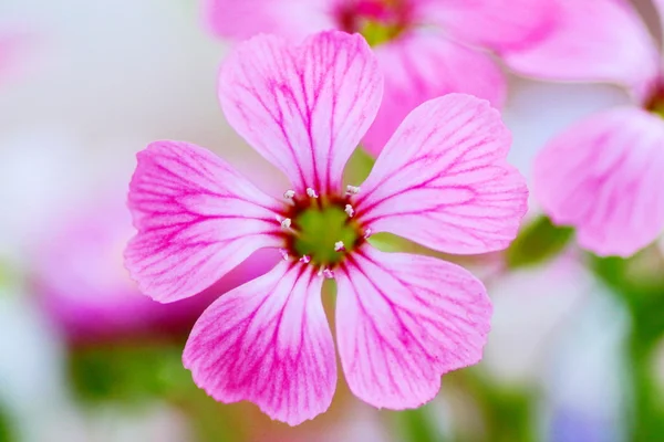 Macro de uma pequena flor rosa — Fotografia de Stock