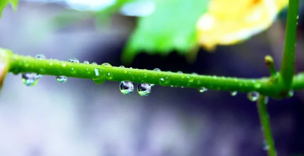 葡萄树上的雨滴 — 图库照片