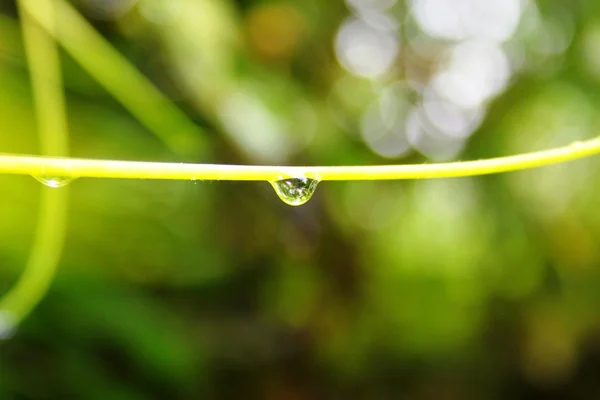 葡萄树上的雨滴 — 图库照片