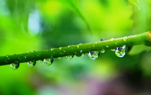 Gotas de chuva na videira — Fotografia de Stock