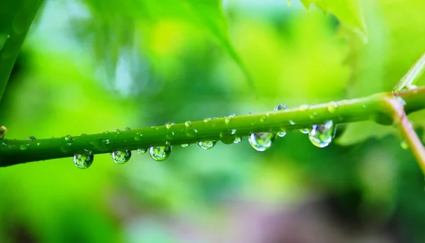 Raindrops on the vine — Stock Photo, Image