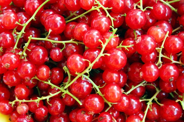 Many delicious red currants Royalty Free Stock Images