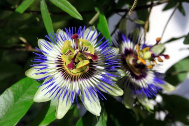 mavi Çarkıfelek güzel çiçek