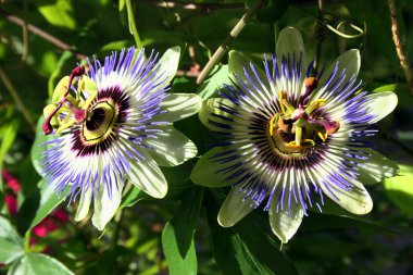 mavi Çarkıfelek güzel çiçek