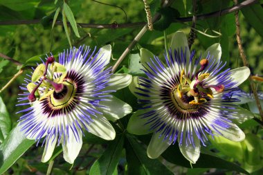 mavi Çarkıfelek güzel çiçek