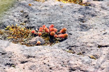 Etli yaz aylarında buzlu