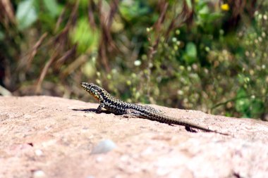 Orman kertenkele güneşin