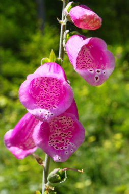 Ormanın içinde çiçek açan Foxglove