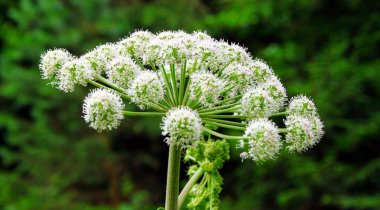 Çiçek açan Heracleum giganteum ormanda
