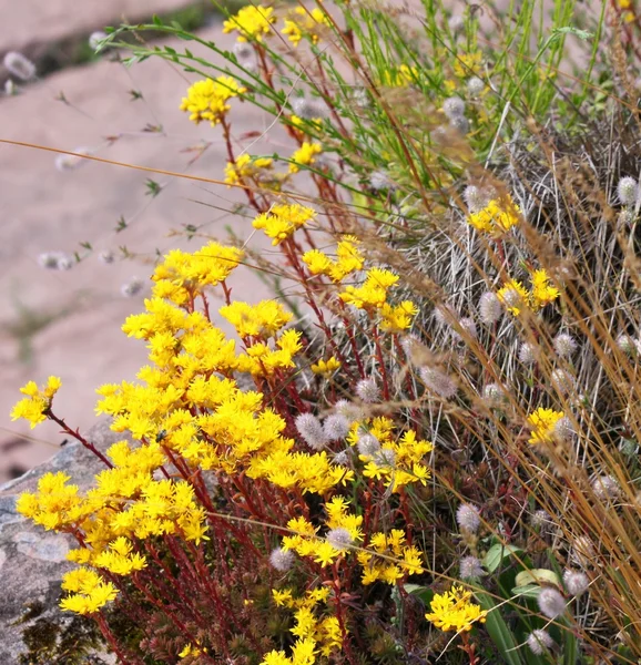 Yellow flowering plant in the summer — Stock Photo, Image