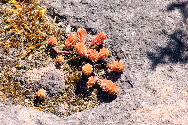 Succulent on rocks in summer — Stock Photo, Image