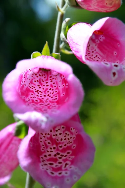 Ormanın içinde çiçek açan Foxglove — Stok fotoğraf