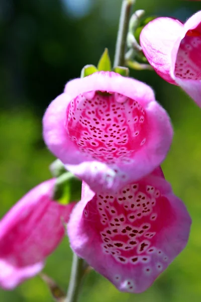 Blooming Foxglove in the forest — Stock Photo, Image