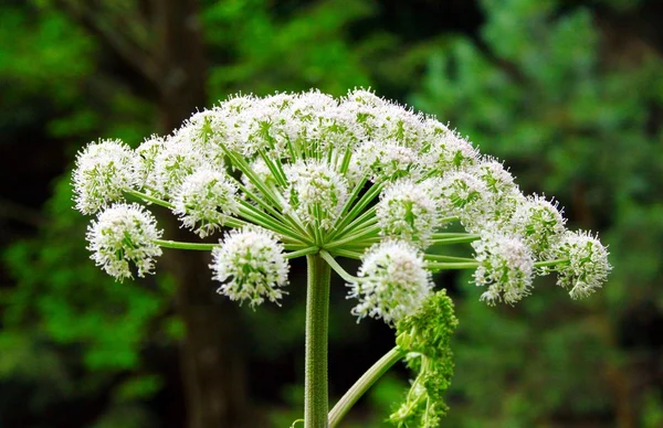 Blooming Heracleum giganteum in the forest Royalty Free Stock Images