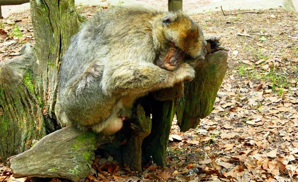 Macaco bárbaro na floresta — Fotografia de Stock