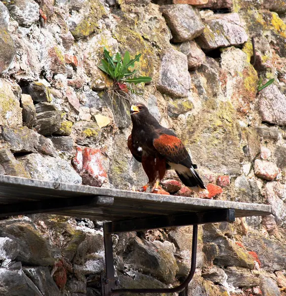 Prachtvoller Steinadler in einer Falknerei — Stockfoto