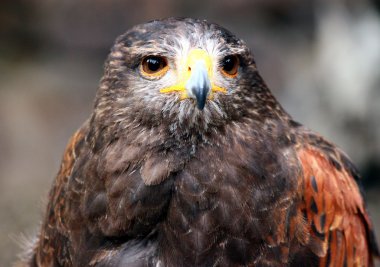 bir Şahinle muhteşem altın kartal