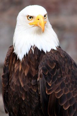 Muhteşem kel kartal portre