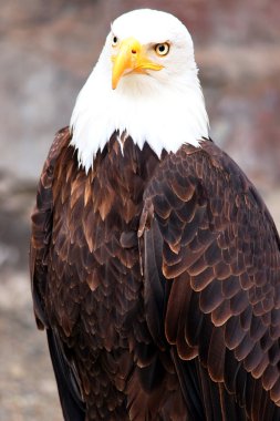 Muhteşem kel kartal portre