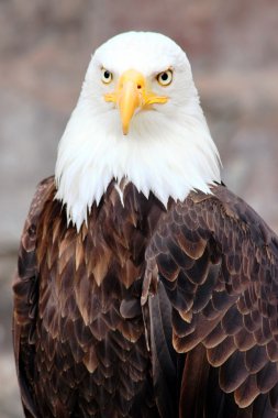 Muhteşem kel kartal portre