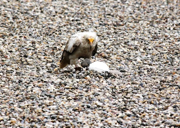 Vautour égyptien dans une fauconnerie — Photo