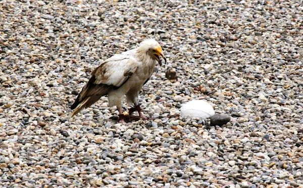 Ägyptischer Geier in einer Falknerei — Stockfoto